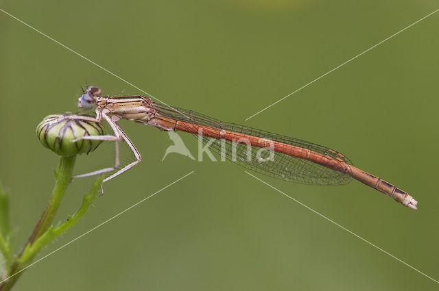 Oranje breedscheenjuffer (Platycnemis acutipennis )