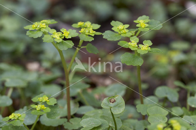 Paarbladig goudveil (Chrysosplenium oppositifolium)