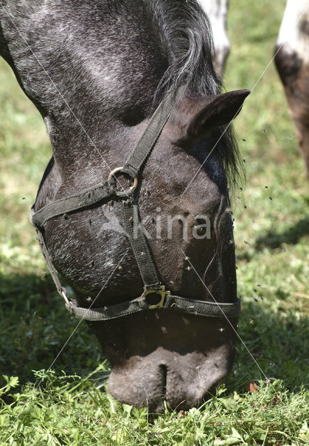 Paard (Equus spp)