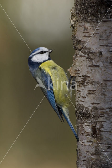 Pimpelmees (Parus caeruleus)