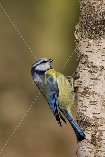 Pimpelmees (Parus caeruleus)