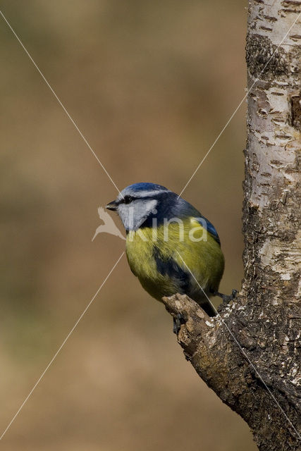 Pimpelmees (Parus caeruleus)