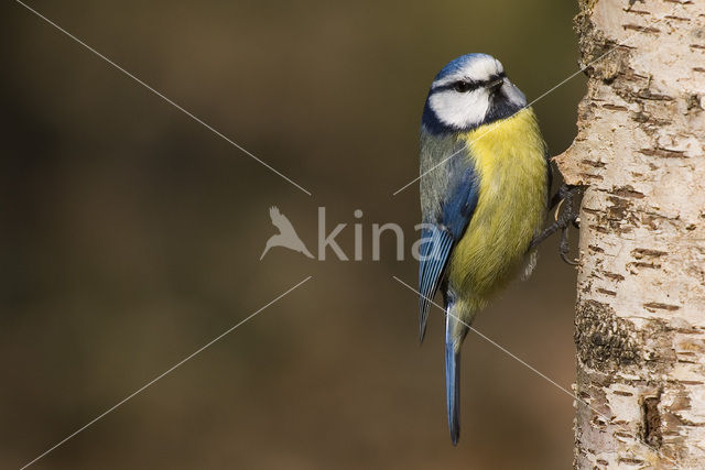 Pimpelmees (Parus caeruleus)