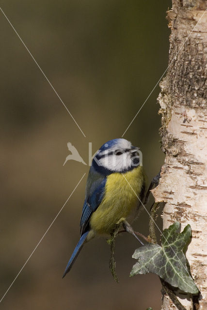 Pimpelmees (Parus caeruleus)