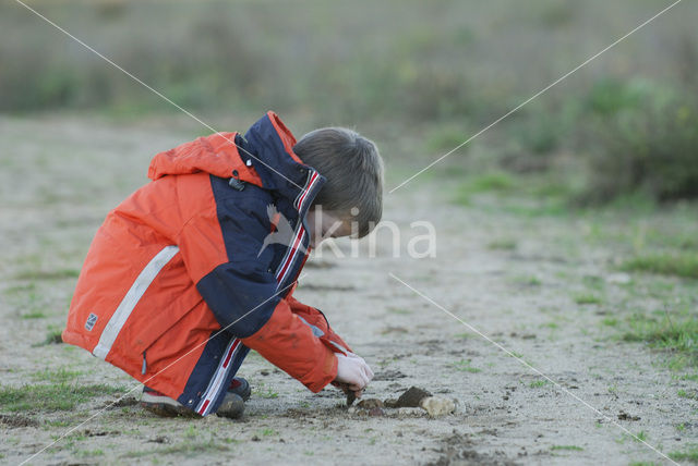 Planken Wambuis