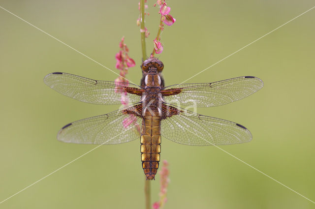 Platbuik (Libellula depressa)