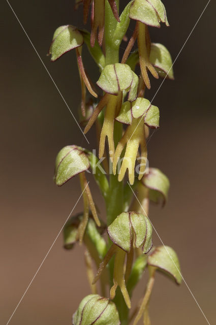 Poppenorchis (Aceras anthropophorum)