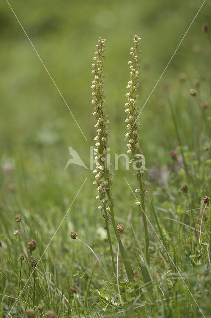 Poppenorchis (Aceras anthropophorum)