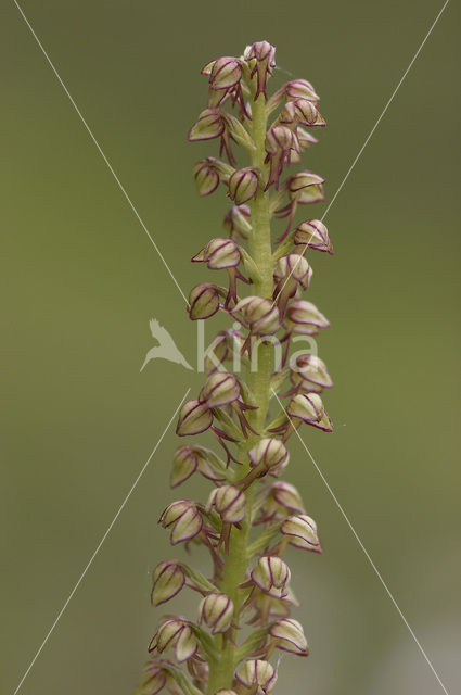 Poppenorchis (Aceras anthropophorum)