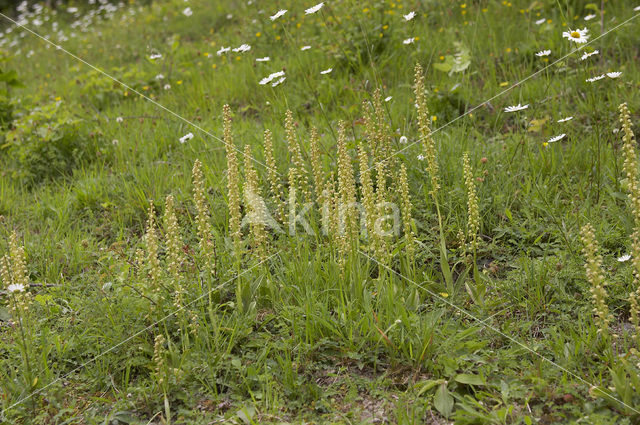 Poppenorchis (Aceras anthropophorum)