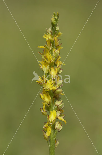 Poppenorchis (Aceras anthropophorum)