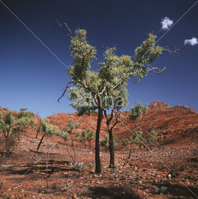 Port Hedland