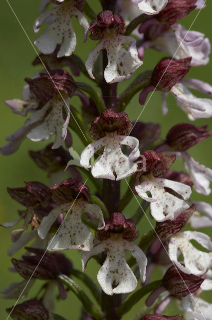 Purperorchis