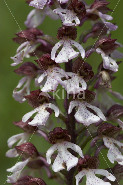 Purperorchis