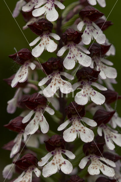 Purperorchis