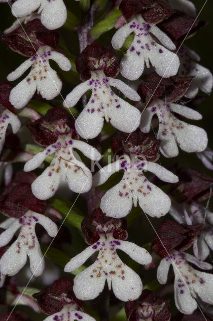 Purperorchis