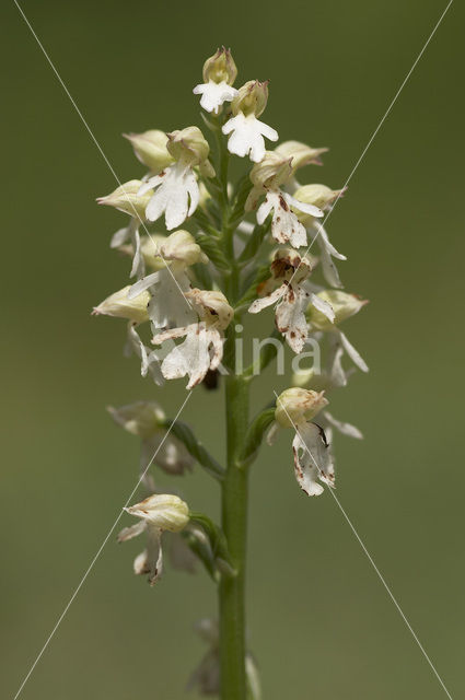 Purperorchis