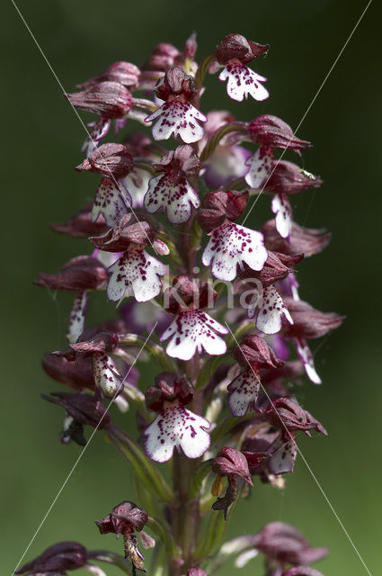 Purperorchis