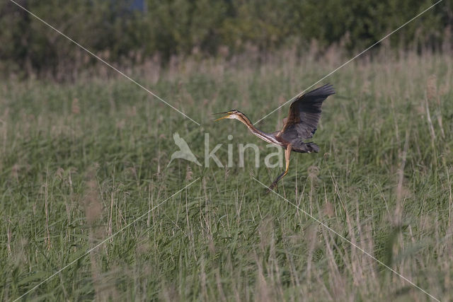 Purperreiger (Ardea purpurea)