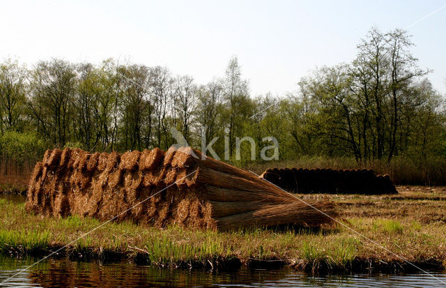 Riet (Phragmites australis)