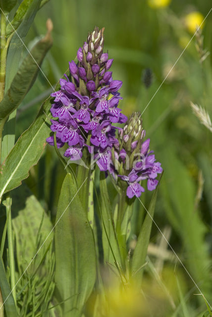 Southern Marsh-orchid (Dactylorhiza praetermissa)