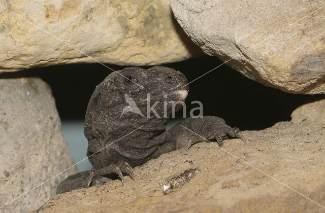 Roatan zwarte leguaan (Ctenosaura oedirhina )