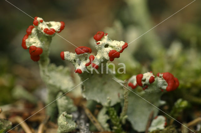 Rode heidelucifer (Cladonia floerkeana)