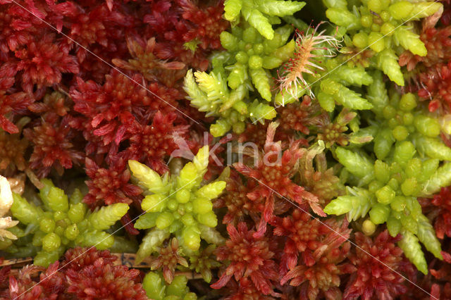 Rood veenmos (Sphagnum rubellum)