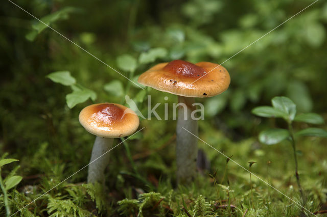 Roodbruine slijmkop (Hygrophorus discoideus)