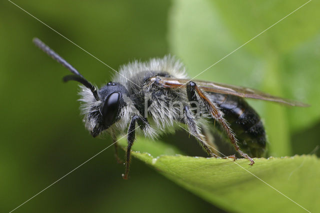 Early Mining Bee (Andrena haemorrhoa)