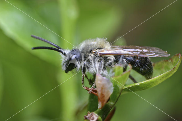 Roodgatje (Andrena haemorrhoa)