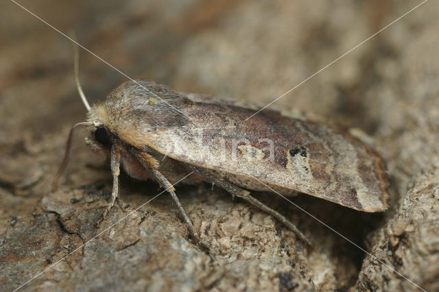 Roodkopwinteruil (Conistra erythrocephala)