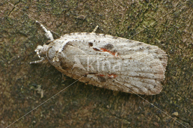 Roodvlekkaartmot (Agonopterix ocellana)