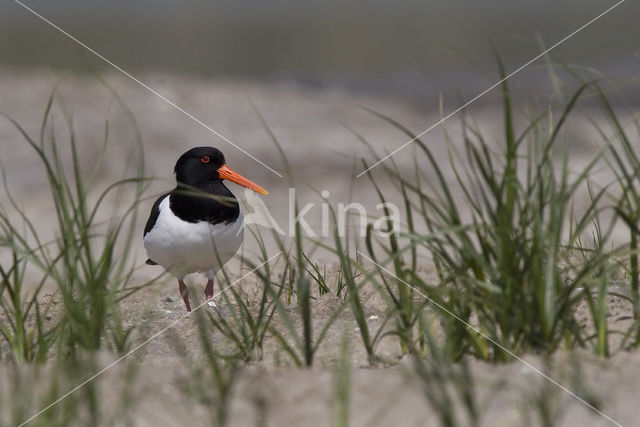 Scholekster (Haematopus ostralegus)