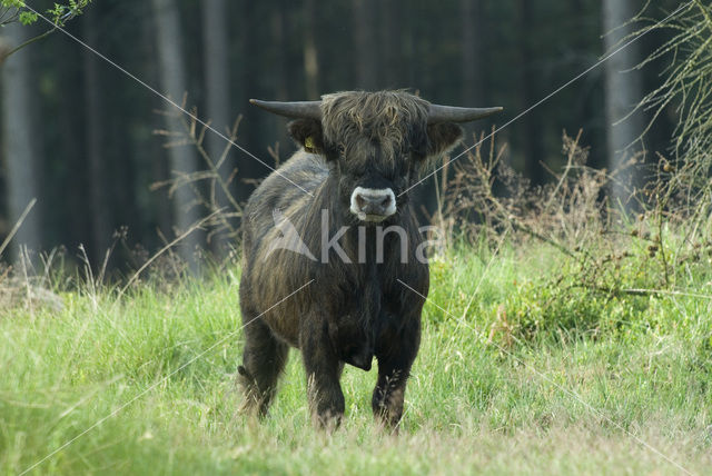 Schotse Hooglander