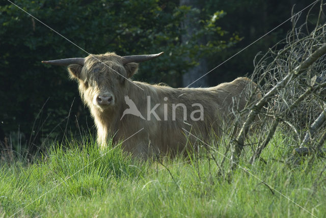 Schotse Hooglander