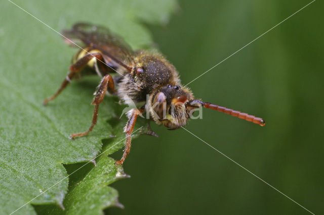 Sierlijke Wespbij (Nomada panzeri)