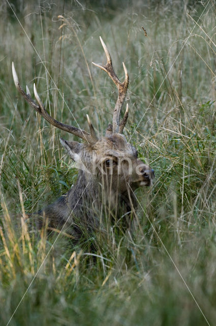 Sika Deer (Cervus nippon)