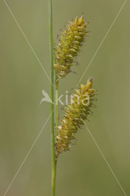 Snavelzegge (Carex rostrata)