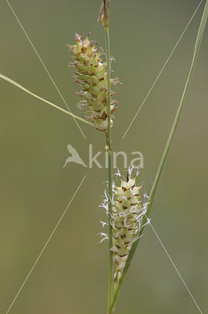 Snavelzegge (Carex rostrata)