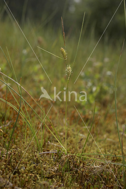 Snavelzegge (Carex rostrata)