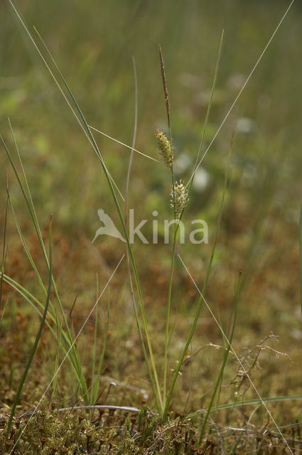 Snavelzegge (Carex rostrata)