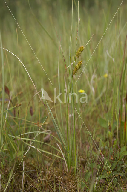 Snavelzegge (Carex rostrata)