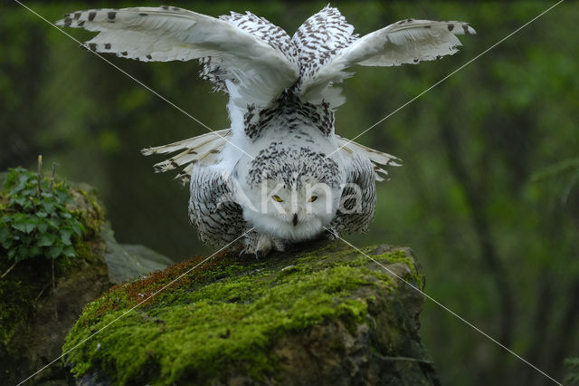 Sneeuwuil (Bubo scandiacus)