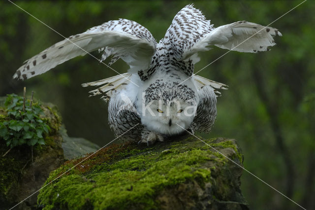 Sneeuwuil (Bubo scandiacus)