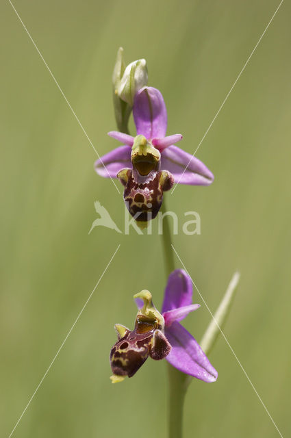 Sniporchis (Ophrys scolopax)