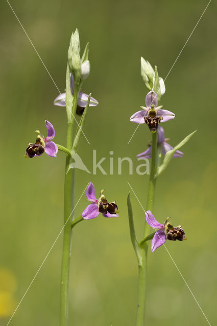 Sniporchis (Ophrys scolopax)