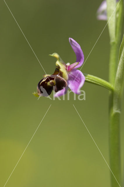 Woodcock orchid (Ophrys scolopax)