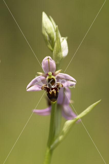 Sniporchis (Ophrys scolopax)