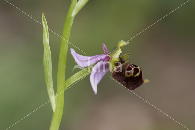 Sniporchis (Ophrys scolopax)